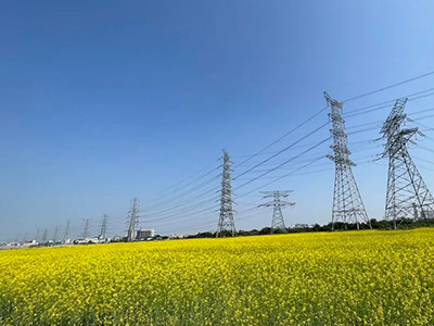 437ccm必赢国际妄想丨央视点赞东莞厚街复耕良田盛开迎春花！