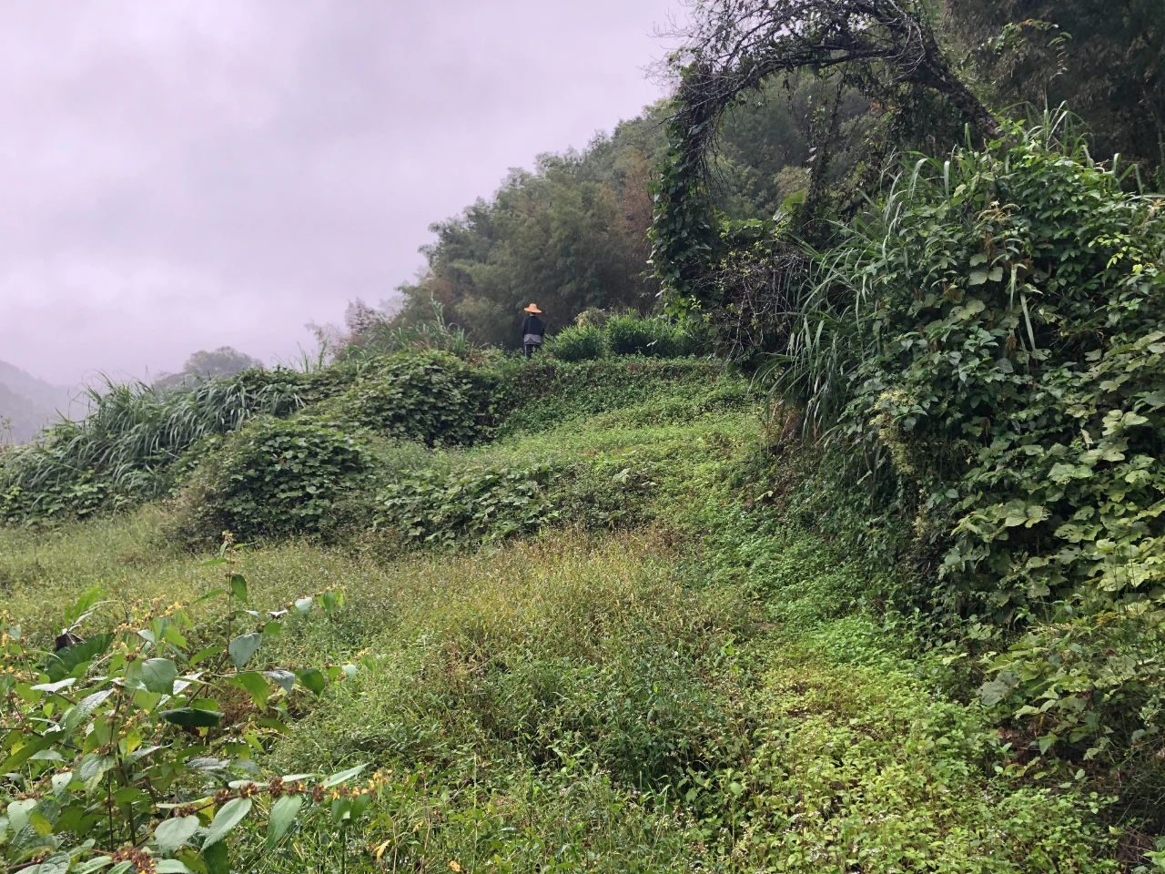 437ccm必赢国际妄想 | 我司土地整治项目二次荣登央视，，，，，荒地变良田，，，，，智绘好丰景